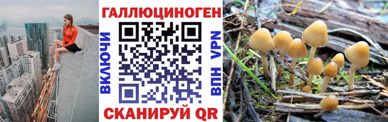 купить наркотик  Камбарка  Псилоцибиновые грибы Magic Shrooms 